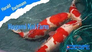 Nogami Koi Farm - Japan Zuchtsaison Teil 11 | Koi breeding Japan  [DEUTSCH]