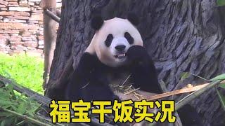 Fubao is really very popular. After a long line  I finally saw Fubao eating bamboo. It was so cute!