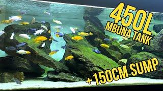 African Cichlid Aquarium Stocking Mbuna!