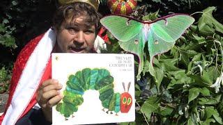 I read The Very Hungry Caterpillar TO REAL CATERPILLARS