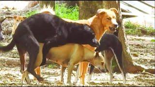 Rural Dogs .. God Help .. Strong Jealous with Breaking Heart Boom Boom