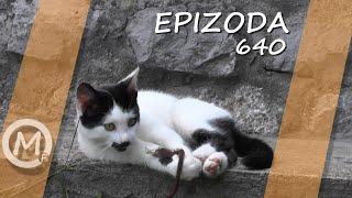 Porodica Zloća - Epizoda 640 (Season 15)