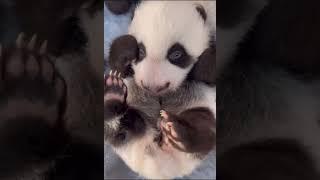 Cute Panda Baby #panda #baby #infant #cute #adorable #lovely #fypシ #babypanda #babyvideos #babylove