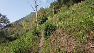 Brief morning walk through nature somewhere in Southern Sikkim