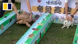 ‘The Tortoise and the Hare’ plays out in real life in China