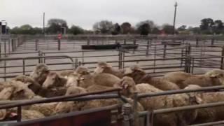 Sandstock Kelpies - Sheep Surfing