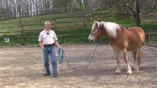 Gewaltfreie Bodenarbeit mit Pferden