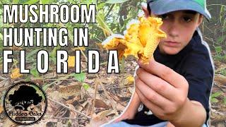 HUNTING for CHANTERELLE mushrooms in Florida | Cantharellus Cibarius