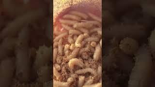 This Cheese is Rotting, Maggot-Infested, Illegal and... Delicious? | Fascinating Horror Shorts