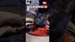 [박수홍 행복해다홍] 산책하는 고양이 다홍 #박수홍 #다홍이