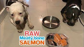 Pit Bulls eat RAW meaty bone salmon [ASMR] 개가 날고기를 먹는다