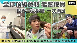 【全球頂級食材】加拿大 獨家取魚子醬過程 鱘龍魚龍筋/ 澳洲  找黑金松露靠靈犬/越南 人蔘之王玉靈蔘 價值百億天價/澳洲 漁人私房海味藍魔蝦《世界第一等》特輯 S55 唐振剛