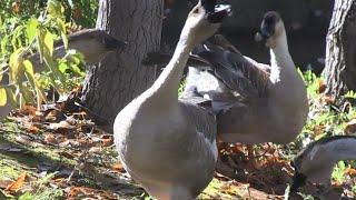 Loud but useful: The Chinese Water Goose