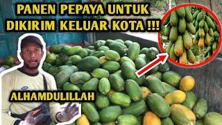 WOW PANEN PEPAYA PULUHAN TON UNTUK DIKIRIM KELUAR KOTA ‼️