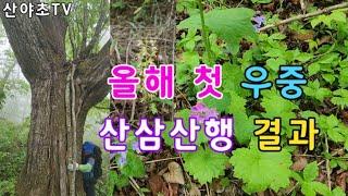 올해 첫 우중 심산행 결과? 산야초TV 산야초산행