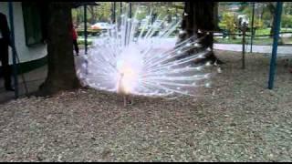 white peacock PAUN ALB Cismigiu 04.2011.mp4