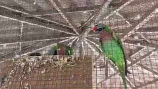 เสียงนกแขกเต้า_Red-breasted parakeet