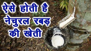 पेड़ से ऐसे निकलता है नेचुरल रबड़ Natural Rubber making process, Latex रबड़ की खेतीTechnical Farming