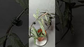 Hoya Sigillatis Хойя Сигилатис