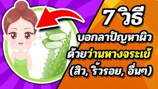  7 สรรพคุณของว่านหางจระเข้ ดีต่อผิวหน้ายังไงบ้าง (อยากสวยต้องรู้)