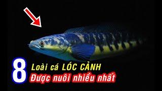 8 loại CÁ LÓC CẢNH được nhiều người ưa chuộng nhất!