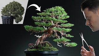 Reviving a Diseased and Neglected Juniper Bonsai