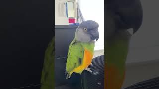 #perroquets #parrot #birds #youyoutubeshorts