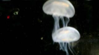 Vandmand/Jellyfish ~ Aurelia Aurita