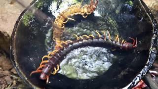 Survival skills: Find Centipede & grilled on clay for food - Cooking Centipede eating delicious
