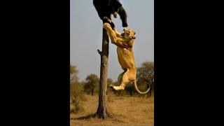 Lion hunts a sloth bear in a tree  #lion #animals #wildlifeentertainment