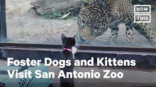 Adorable Foster Animals Visit San Antonio Zoo | NowThis