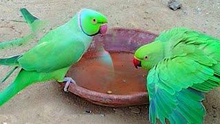 Parrot Jora Showe ka Video