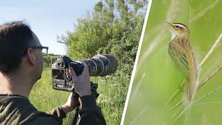 How to Photograph Warblers - Photography Tips, Techniques & Settings In the Field