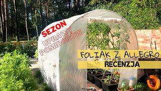 Folia z Allegro, mały tunel foliowy - recenzja po sezonie uprawy pomidorów