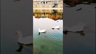 #2837 TRAVEL TIME - The Lovely Duckling of El Sigre (P2), Balaguer, Catalonia, Spain, Europa