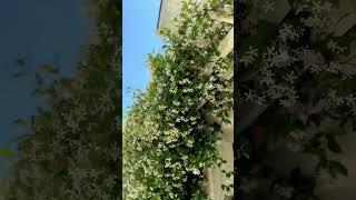 4 years later I wish you could SMELL this video! #shorts #starjasmine #trellis