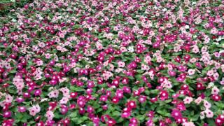 Caring for Annual Vinca