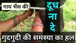 भैंस गाय दूध न दे तो क्या करें buffalo cow milk na de to kya kare Tickle problem गुदगुदी की समस्या