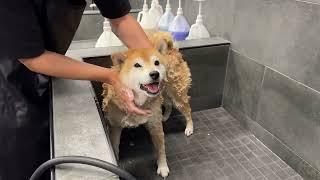 Shiba Forced to Take First Bath in a YEAR