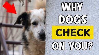 Why Does Your Dog Keep CHECKING IN ON YOU? (9 Reasons)