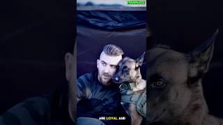  dog training belgian malinois #dog #malinois #k9 #germanshepherd #puppy #dogtraining