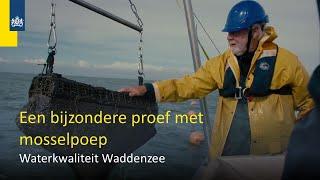 Met mosselpoep de waterkwaliteit van de Waddenzee verbeteren?