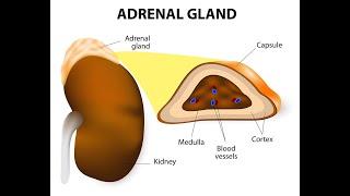 PHEOCHROMOCYTOMA, ADDISON’S & CUSHING