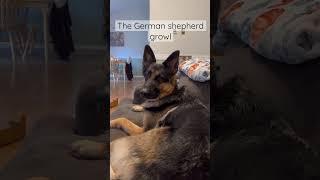 German shepherd GROWLS!! #germanshepherd  #reels #gsd