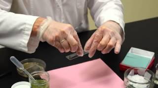 How to Prepare a Wet Mount - MCCC Microbiology