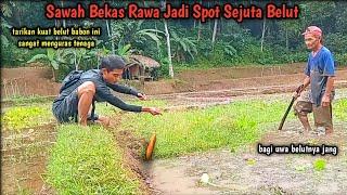 spot sejuta belut !! sawah bekas rawa jadi gudangnya belut belut babon