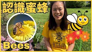 All about Bees 認識蜜蜂 【動物】｜Animal Science for Kids in Chinese 動物中文