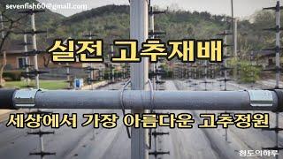 텃밭의 최적화된 최고의 고추 지지대 ㆍ고추재배 ㆍ텃밭농사 ㆍ고추농사