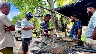 Amazing!! Island Village Street's Fresh Fish Market Live In Sri Lanka