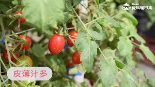 【永齡選物】小農無毒水果｜愛料理市集